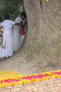 Pilgrims from around Asia gather to visit Sravasti, and to bow to the Bodhi Tree there
