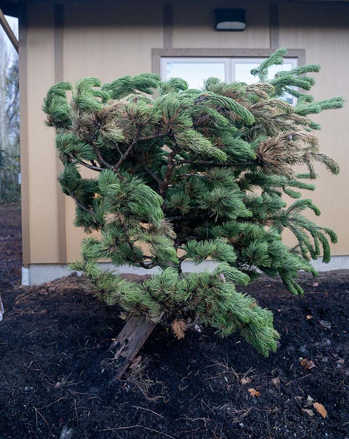 A black pine tree that once lived in the back garden of the old Red Cedar Dharma Hall, now replanted in front of the new temple. It is one of the oldest sangha members.