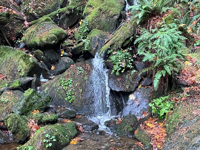 A waterfall at Chuckanut Mountain, in northwest Washington state.