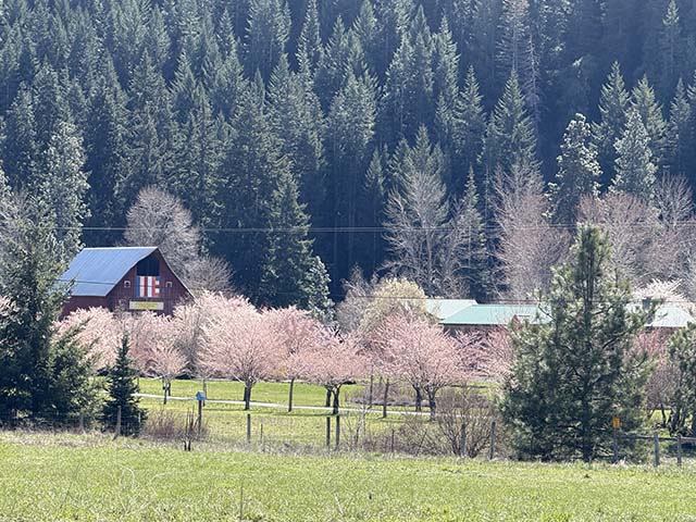 The barn housing the old temple, is prominent on the 23-acre property