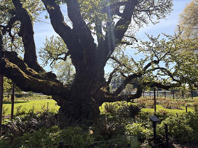 Walkers are overlooked by this 140-year-old cherry tree
