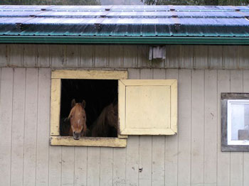 The horses are happy to share their barn with the newly installed solar panels