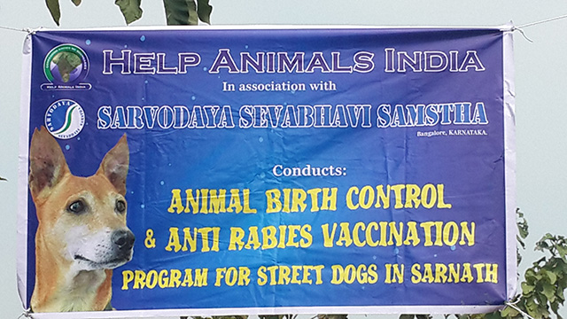 Seattle Animal Advocacy Group Helps Dogs in NeedIn Sarnath, India, Where  the Buddha First Taught : Northwest Dharma Association