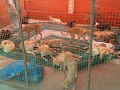 A group of dogs, safe and well fed in a pen