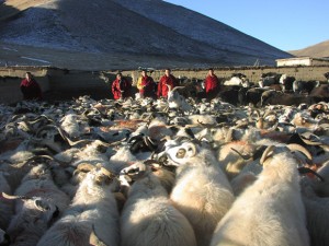 The Kilung Foundation now raises about 300 sheep at the Life Release farm, to benefit the local nomadic community