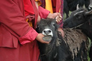 The Life Release Farms raises about 70 yaks, and the goal is to use their hair, dung and milk to provide products, while not killing them for meat