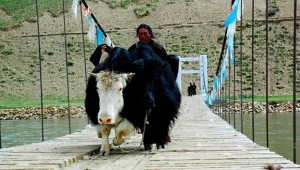 Local people, like this yak herder, depend on the Dzachu bridge to cross the river