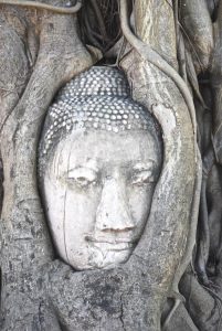 The Buddha in the tree is from Ayutthaya, Thailand.