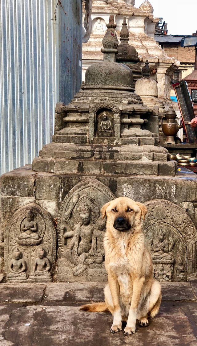 Seattle Animal Welfare Advocate Returns to IndiaFor Seventh Time for Animal  Welfare Work : Northwest Dharma Association