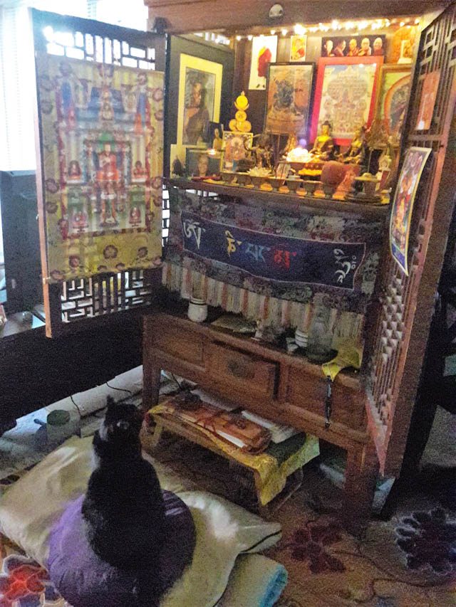 Author Teresa Lamb’s cat, attracted to a Tibetan Buddhist altar