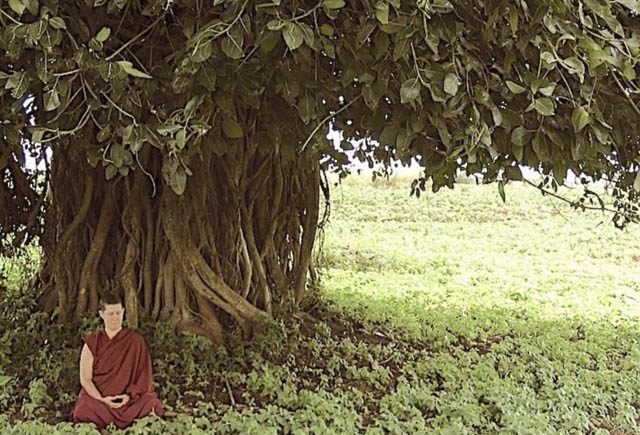 Venerable Dhammadinna in meditation beneath a banyan tree, South India