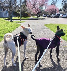 Now on the streets of Seattle, Assi is learning how to walk on her leash and to interact with U.S. dogs