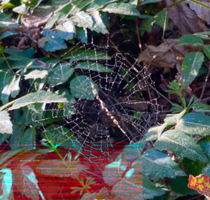 This spider web, taken near the retreat hut at Dorje Ling, reflects Jampal’s way of connecting everyone and everything