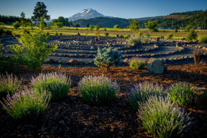 The labyrinth with Mt. Adams in the background