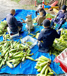 Monastics, volunteers, and our rescue husky Goldie, harvesting corn in the summer of 2020
