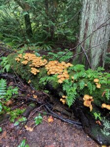 Mushrooms growing on a nurse log in Seattle’s Seward Park, representing the life we’re protecting