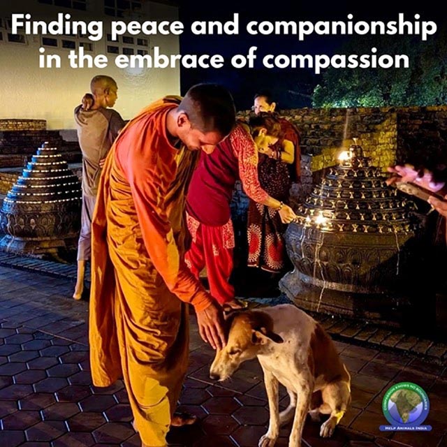 Monks in Lumbini, birthplace of the  Buddha, responding with compassion to animals’ needs