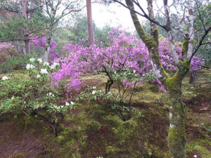 The famous gardens at Tenryu-ji, designed by Muso Soseki