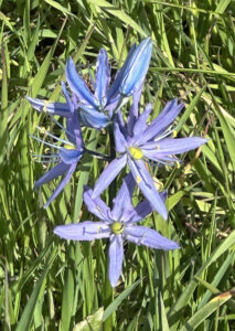 Camas Hall is named for local camas flowers, like these. The roots of these plants were used as food by Salish native  people for centuries